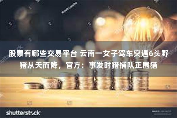 股票有哪些交易平台 云南一女子驾车突遇6头野猪从天而降，官方：事发时猎捕队正围猎